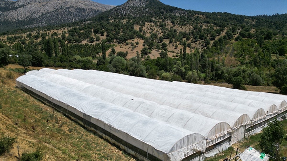 Kış hazırlıklarının vazgeçilmezinde hasat başladı! Kapış kapış gidiyor: Kendine has rengi ve aroması iz bırakıyor, kilosu 20 TL