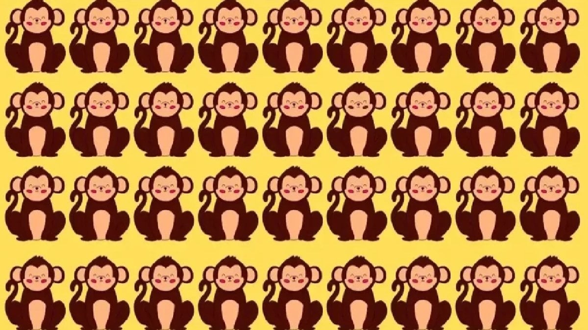 Her şey aynı gibi ama biri farklı! Farklı maymunu 7 saniyede bulabilen neredeyse yok
