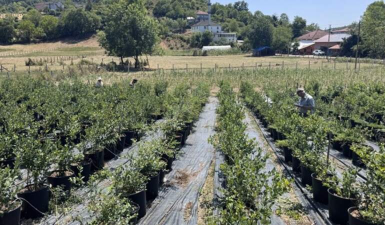 Tadından çok etkilendi, ailesinin bahçesine dikti! Bu yıl ikinci hasadın yaptı: “Fidanlarımı getirdiğimde kimse inanmadı”