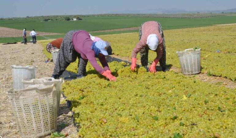 Manisa’da üzüm hasadı başladı: Don vurdu ama umutlar taze! İlk ürünler sergilere serildi!