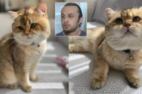 Veteriner hekimden ‘kedi tüyü ölümü’ iddiasına net yanıt: Böyle bir ihtimal yok