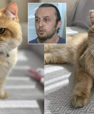 Veteriner hekimden ‘kedi tüyü ölümü’ iddiasına net yanıt: Böyle bir ihtimal yok