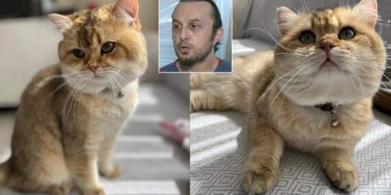 Veteriner hekimden ‘kedi tüyü ölümü’ iddiasına net yanıt: Böyle bir ihtimal yok
