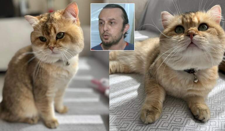 Veteriner hekimden ‘kedi tüyü ölümü’ iddiasına net yanıt: Böyle bir ihtimal yok