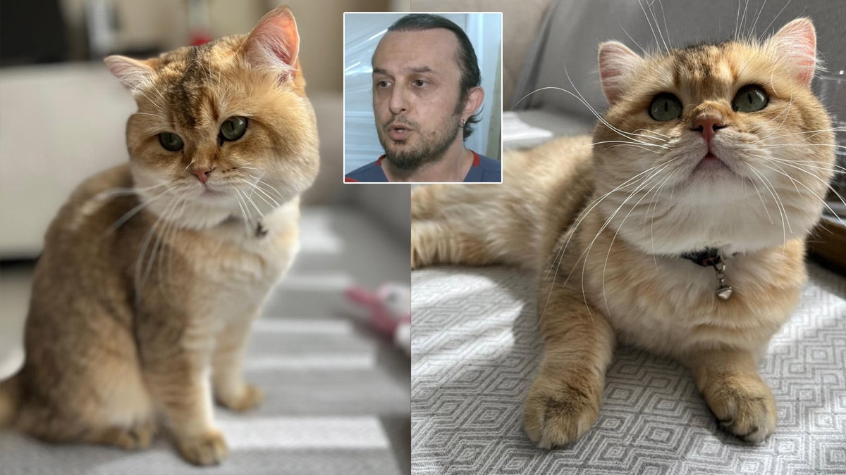Veteriner hekimden ‘kedi tüyü ölümü’ iddiasına net yanıt: Böyle bir ihtimal yok