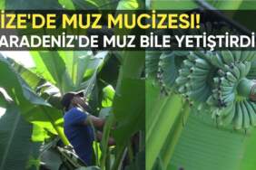 Rize’de muz mucizesi! Çaycı Sultan Yılmaz’dan şaşırtan hamle: Karadeniz’de muz bile yetiştirdi!