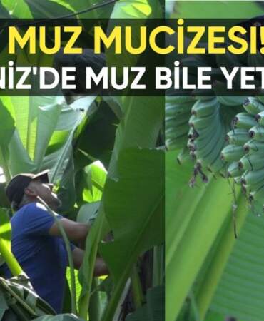 Rize’de muz mucizesi! Çaycı Sultan Yılmaz’dan şaşırtan hamle: Karadeniz’de muz bile yetiştirdi!