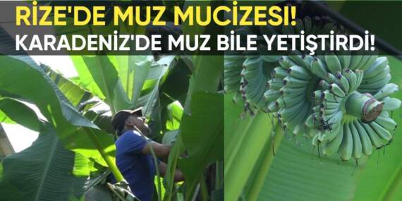 Rize’de muz mucizesi! Çaycı Sultan Yılmaz’dan şaşırtan hamle: Karadeniz’de muz bile yetiştirdi!