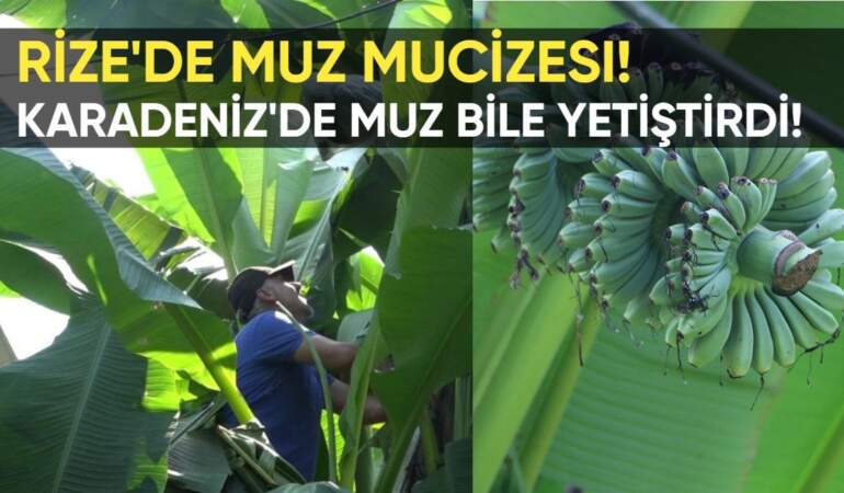 Rize’de muz mucizesi! Çaycı Sultan Yılmaz’dan şaşırtan hamle: Karadeniz’de muz bile yetiştirdi!