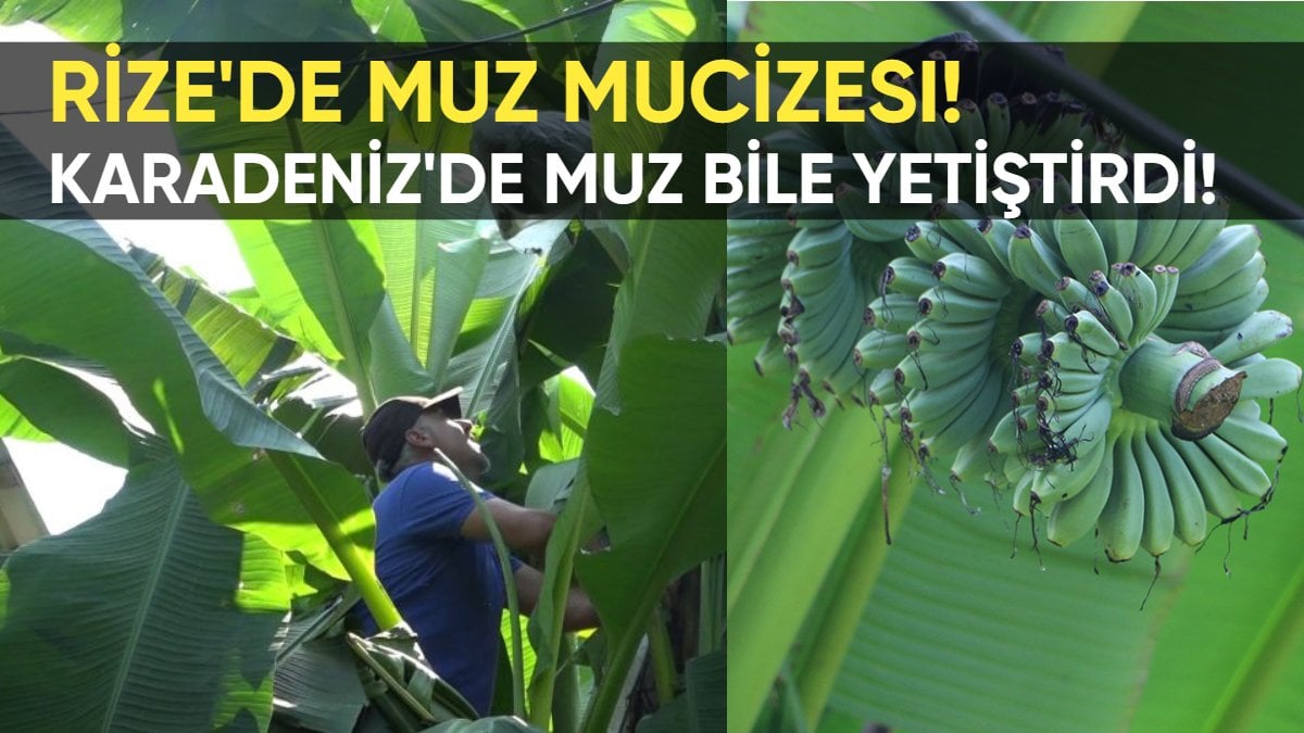 Rize’de muz mucizesi! Çaycı Sultan Yılmaz’dan şaşırtan hamle: Karadeniz’de muz bile yetiştirdi!