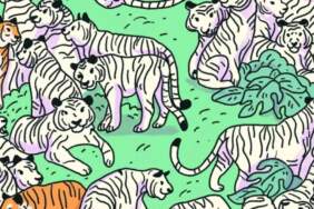 Yalnızca 5 saniyeniz var! Gizli zebra nerede duruyor! Yalnızca 130 IQ’ya sahip kişiler şıp diye buluyor