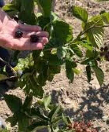Kütahya’da kırsal kalkınmaya yeni bir soluk: Böğürtlen hasadı başladı, çiftçinin yüzü güldü!