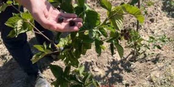 Kütahya’da kırsal kalkınmaya yeni bir soluk: Böğürtlen hasadı başladı, çiftçinin yüzü güldü!