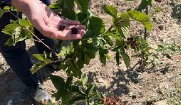 Kütahya’da kırsal kalkınmaya yeni bir soluk: Böğürtlen hasadı başladı, çiftçinin yüzü güldü!