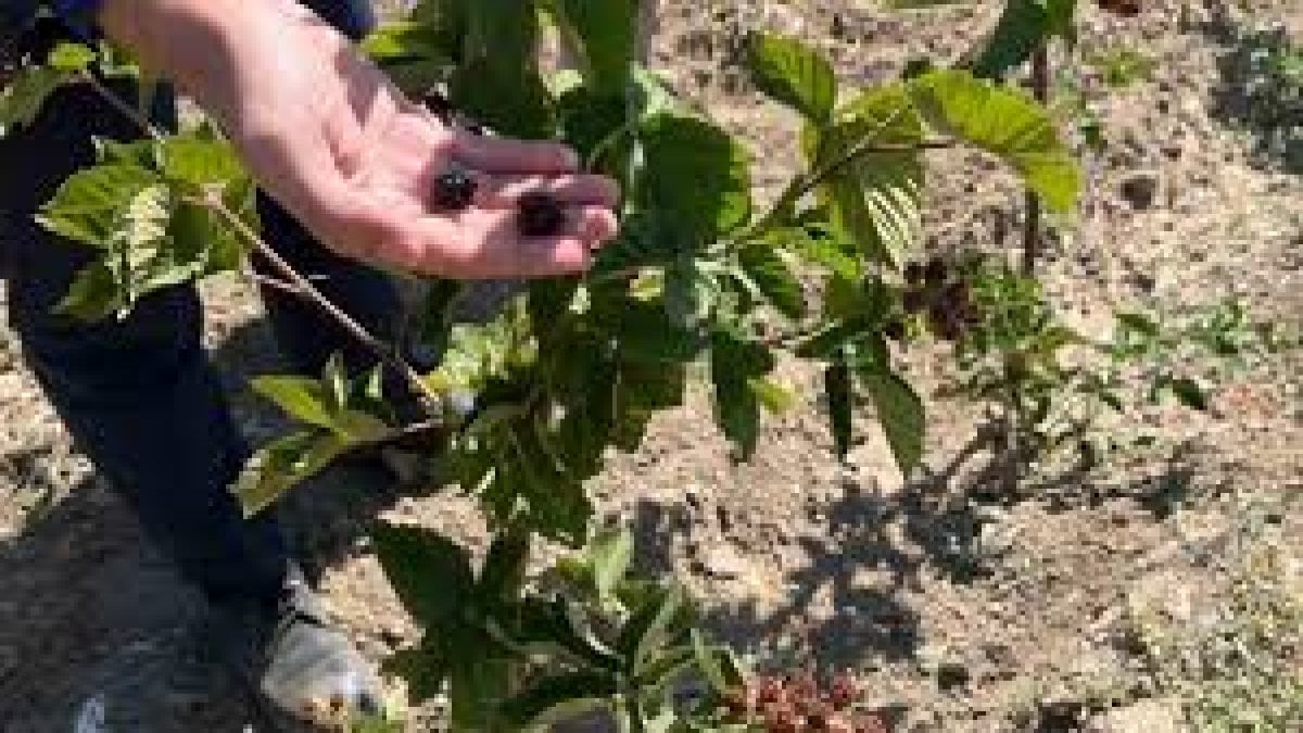 Kütahya’da kırsal kalkınmaya yeni bir soluk: Böğürtlen hasadı başladı, çiftçinin yüzü güldü!