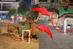 Marmaris’te tatilcileri dehşete düşüren görüntüler: Domuzlar sahili bastı, salgın hastalık korkusu büyüyor!