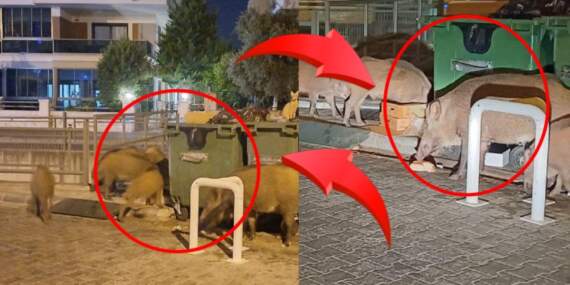 Marmaris’te tatilcileri dehşete düşüren görüntüler: Domuzlar sahili bastı, salgın hastalık korkusu büyüyor!
