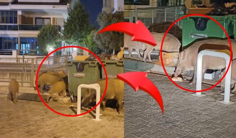 Marmaris’te tatilcileri dehşete düşüren görüntüler: Domuzlar sahili bastı, salgın hastalık korkusu büyüyor!
