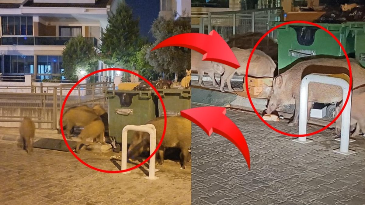 Marmaris’te tatilcileri dehşete düşüren görüntüler: Domuzlar sahili bastı, salgın hastalık korkusu büyüyor!