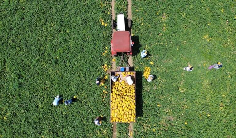 Hasadı başladı, sofralar şenlendi! Kilosu 10 liradan tezgahlara indi: Kapış kapış satılıyor