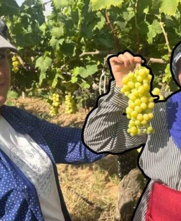 Denizli’den tüm dünyaya ihraç ediliyor, diyabet hastaları kapış kapış alıyor! Kilosu 60 liradan alıcı buluyor
