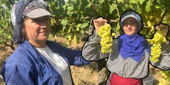Denizli’den tüm dünyaya ihraç ediliyor, diyabet hastaları kapış kapış alıyor! Kilosu 60 liradan alıcı buluyor