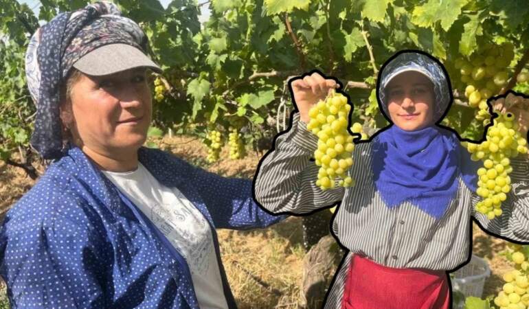 Denizli’den tüm dünyaya ihraç ediliyor, diyabet hastaları kapış kapış alıyor! Kilosu 60 liradan alıcı buluyor