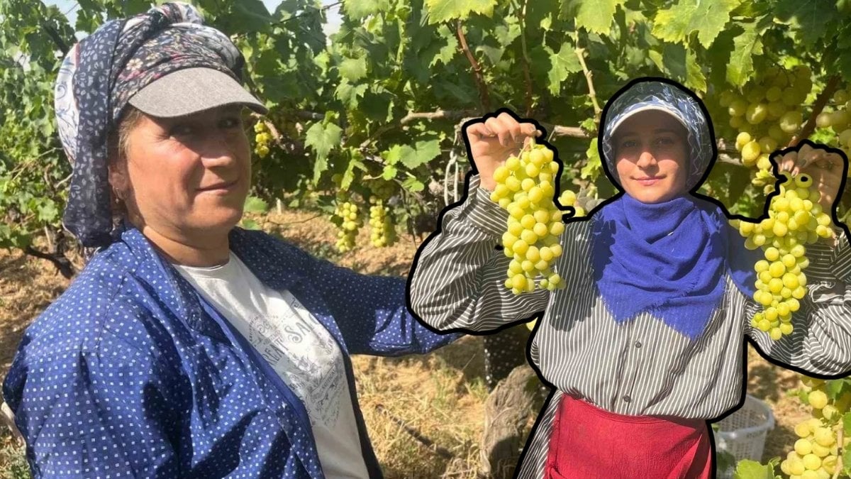 Denizli’den tüm dünyaya ihraç ediliyor, diyabet hastaları kapış kapış alıyor! Kilosu 60 liradan alıcı buluyor