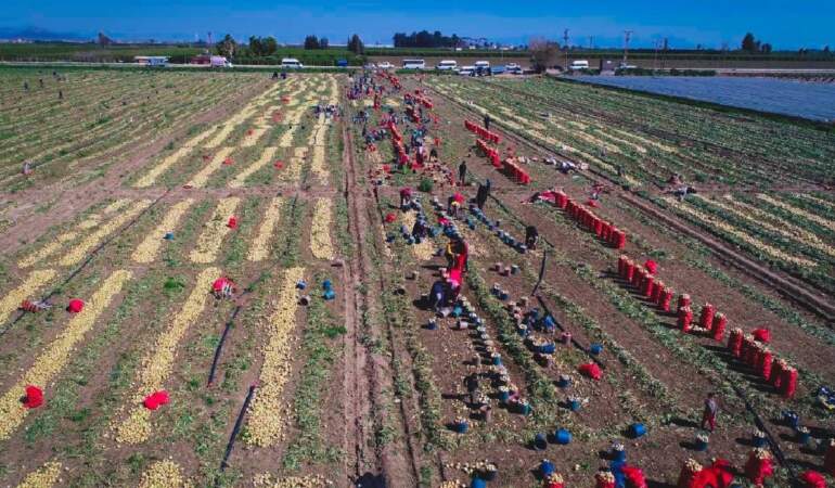 40 Dereceyi Aşan Havada Hasat Başladı! Üretici İsyanda, Tarlada 5 Markette 25 Liraya Satılıyor