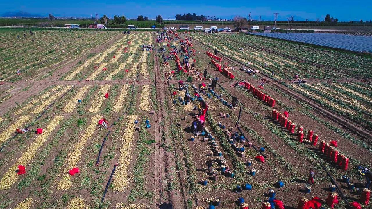40 Dereceyi Aşan Havada Hasat Başladı! Üretici İsyanda, Tarlada 5 Markette 25 Liraya Satılıyor