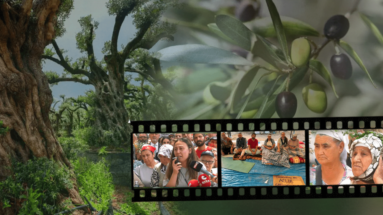 Ağaçların Nefesini Kesen Yasaya Karşı Mücadele Sürüyor: ‘Biz Bitti Demeden Bitmez’