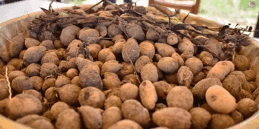 Anadolu’nun Servet Değerindeki Bitkisi: Toplaması Yasak, Kilosu 25 Bin TL’ye Kadar Çıkıyor