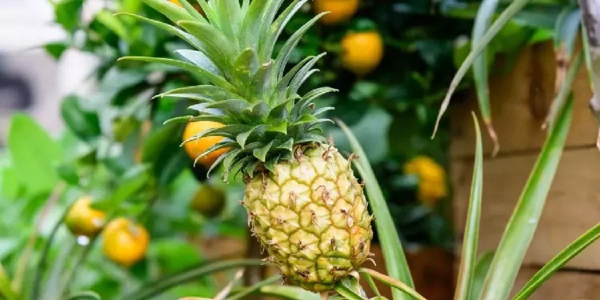 ananas.jpg