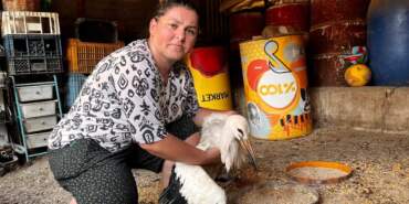 Anne Şevkatiyle Yaralı Leyleğe Sahip Çıktı