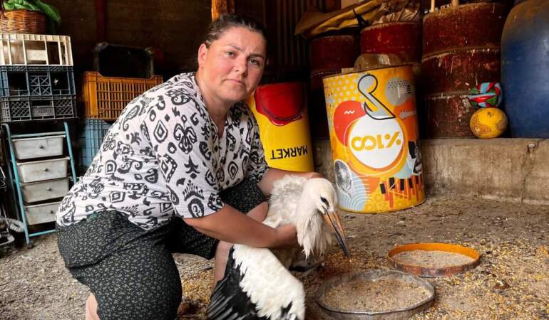Anne Şevkatiyle Yaralı Leyleğe Sahip Çıktı
