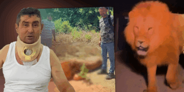 Katledilen Aslan Zeus’un Yaraladığı Çiftçiden İnsanlık Dersi: ‘Öldürmeselerdi, Bu Olayda Tek Suçsuz Olan Ben ve Aslan’