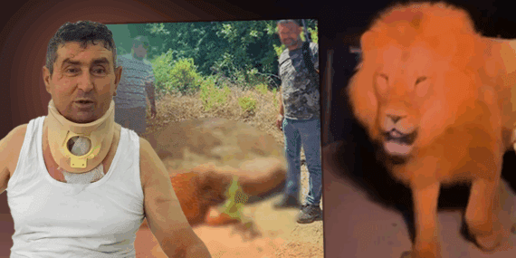 Katledilen Aslan Zeus’un Yaraladığı Çiftçiden İnsanlık Dersi: ‘Öldürmeselerdi, Bu Olayda Tek Suçsuz Olan Ben ve Aslan’
