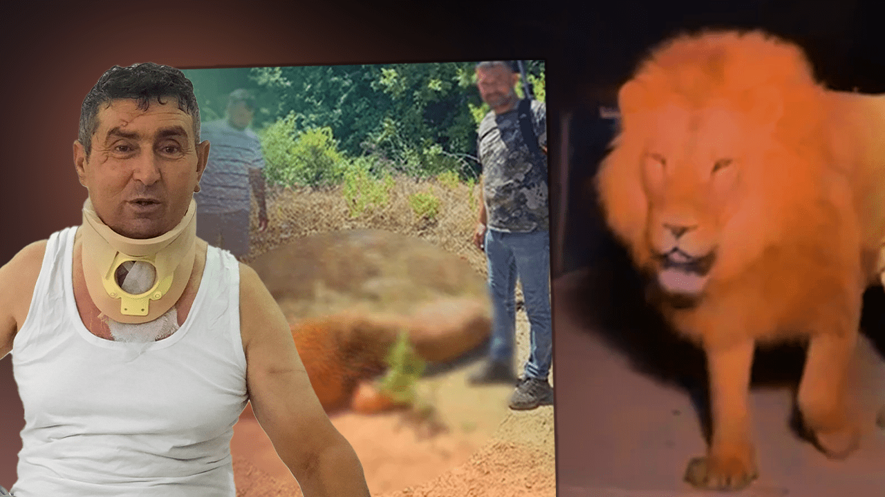 Katledilen Aslan Zeus’un Yaraladığı Çiftçiden İnsanlık Dersi: ‘Öldürmeselerdi, Bu Olayda Tek Suçsuz Olan Ben ve Aslan’