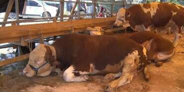 Acil Kodlu Yazı Gönderildi, Alarm Verildi! Ülke Genelindeki Hayvan Pazarları İçin Flaş Karar