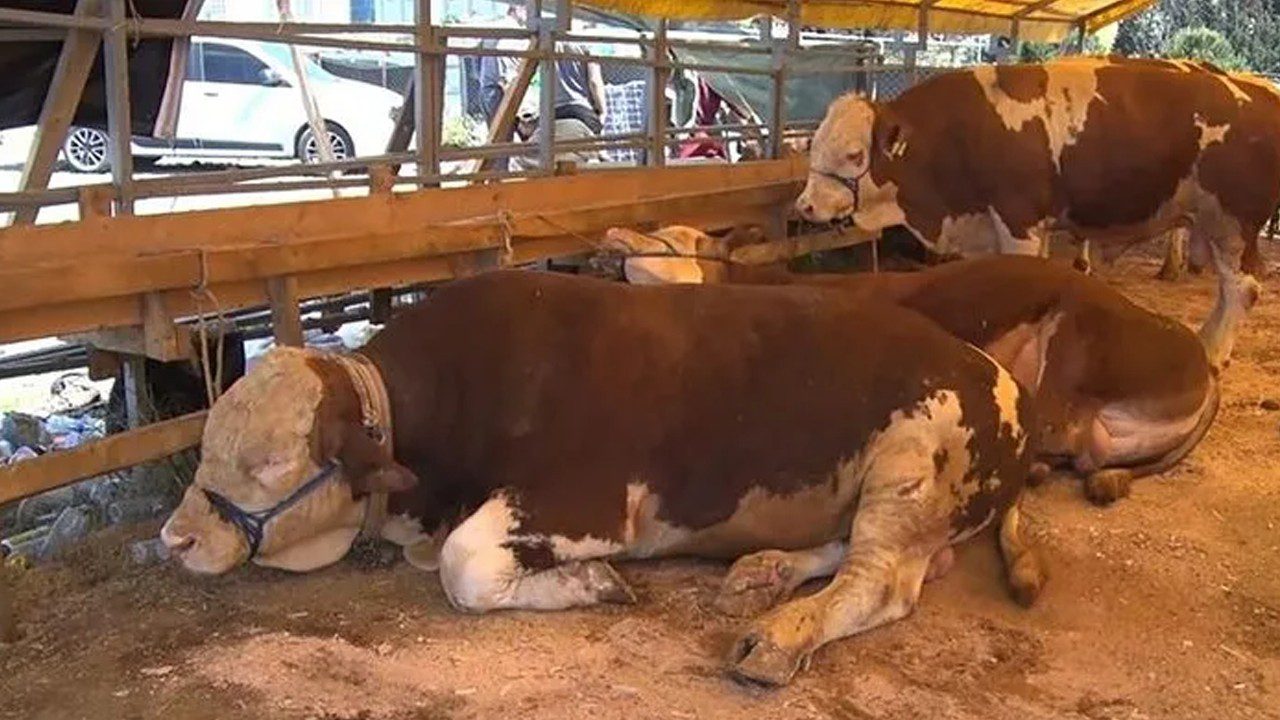 Acil Kodlu Yazı Gönderildi, Alarm Verildi! Ülke Genelindeki Hayvan Pazarları İçin Flaş Karar