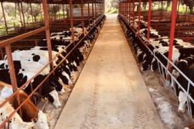 Besicilikte Durum Vahim… ’20 Besici Varken Şimdi 1-2 Kişi Kaldı’