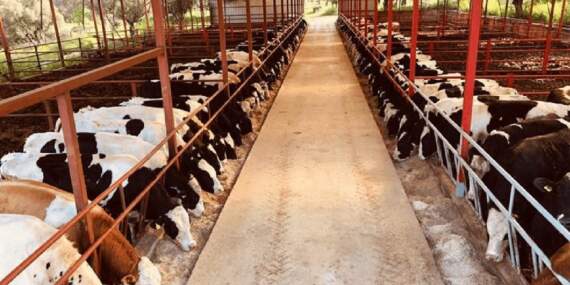 Besicilikte Durum Vahim… ’20 Besici Varken Şimdi 1-2 Kişi Kaldı’