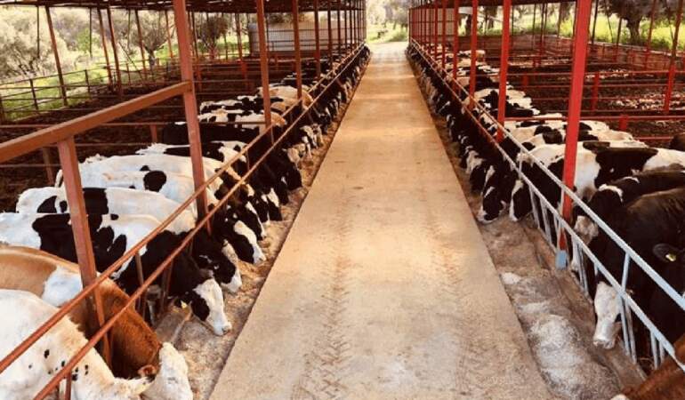 Besicilikte Durum Vahim… ’20 Besici Varken Şimdi 1-2 Kişi Kaldı’