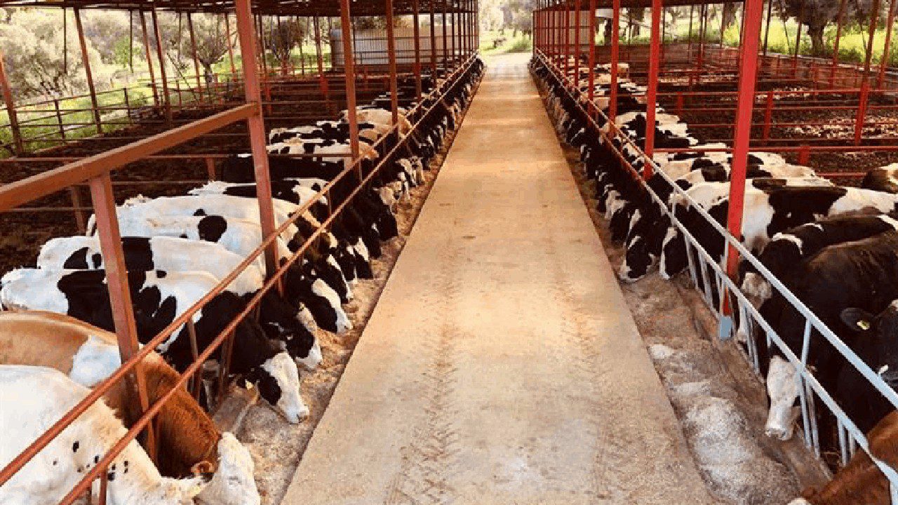 Besicilikte Durum Vahim… ’20 Besici Varken Şimdi 1-2 Kişi Kaldı’