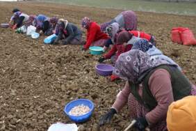 Beyaz Altında Hasat Dualarla Tamamlandı: 230 Liradan Satılıyor