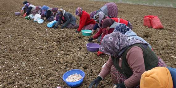 Beyaz Altında Hasat Dualarla Tamamlandı: 230 Liradan Satılıyor