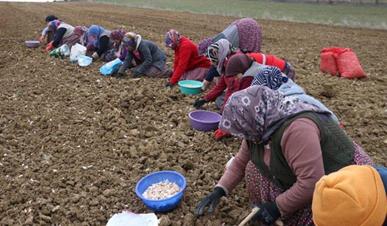 Beyaz Altında Hasat Dualarla Tamamlandı: 230 Liradan Satılıyor