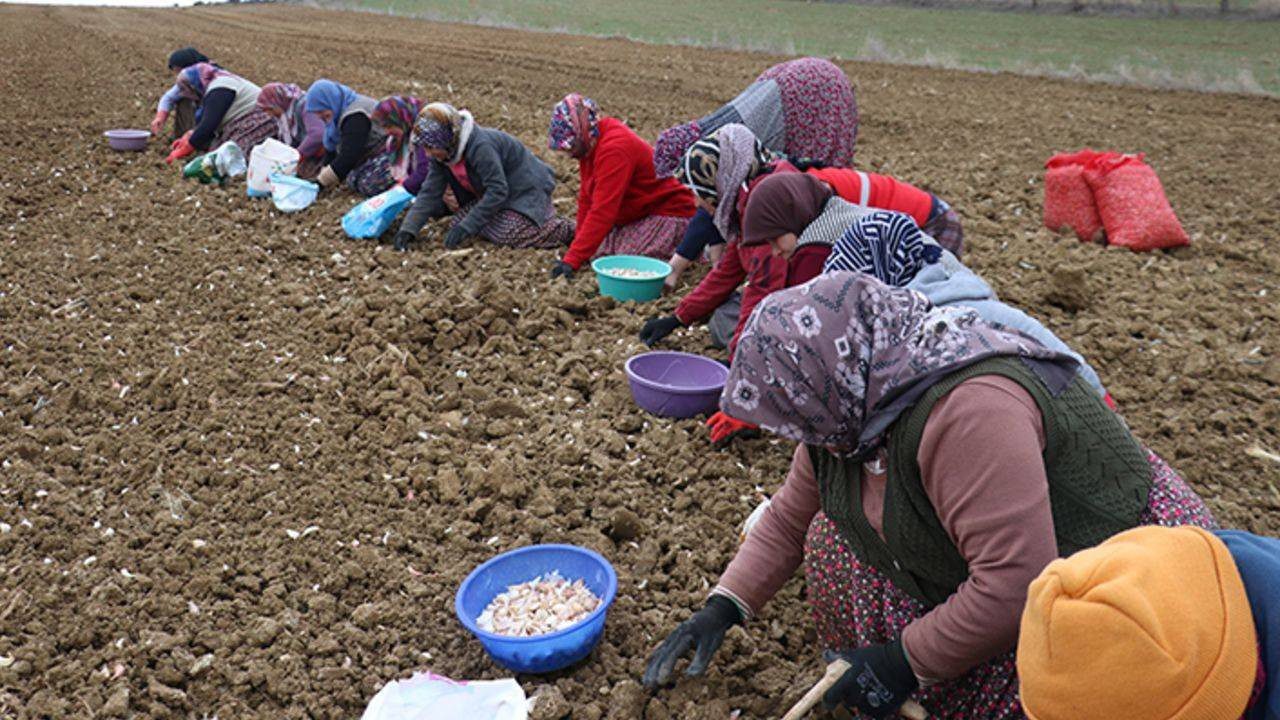 Beyaz Altında Hasat Dualarla Tamamlandı: 230 Liradan Satılıyor