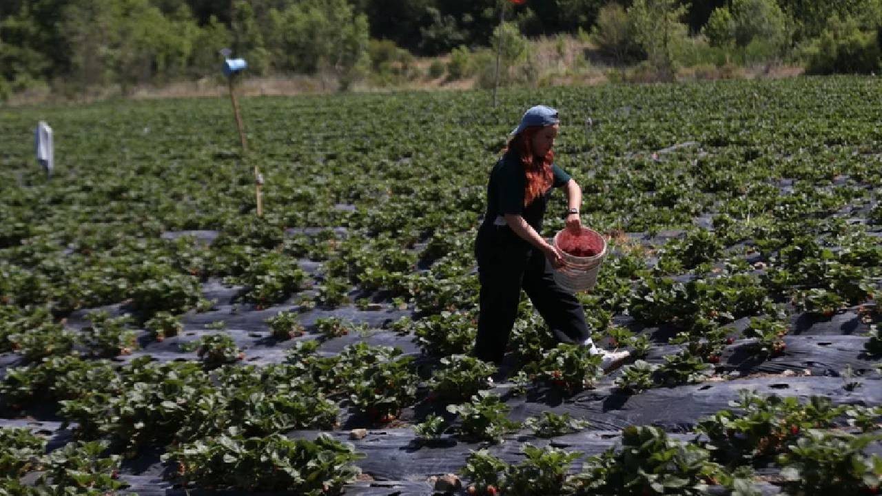 Beyaz Yaka İşini Bırakıp Köye Yerleşti: Kimseyi Dinlemeyip Patron Oldu, Şimdi Para Basıyor