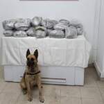 Bingöl’de 49 Kilo Esrar Bulundu